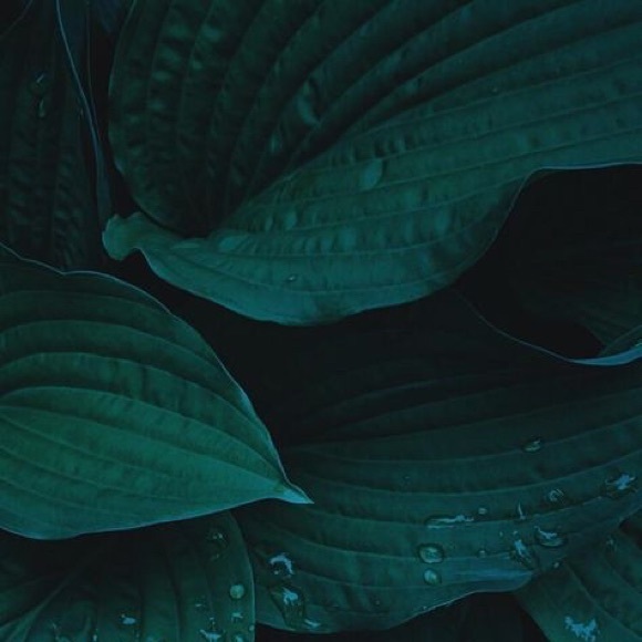 Meet your Posher, Cole - Picture 1 of 1